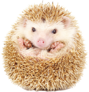 DID YOU KNOW Hedgehogs are not actually hogs They are closely related to - photo 5