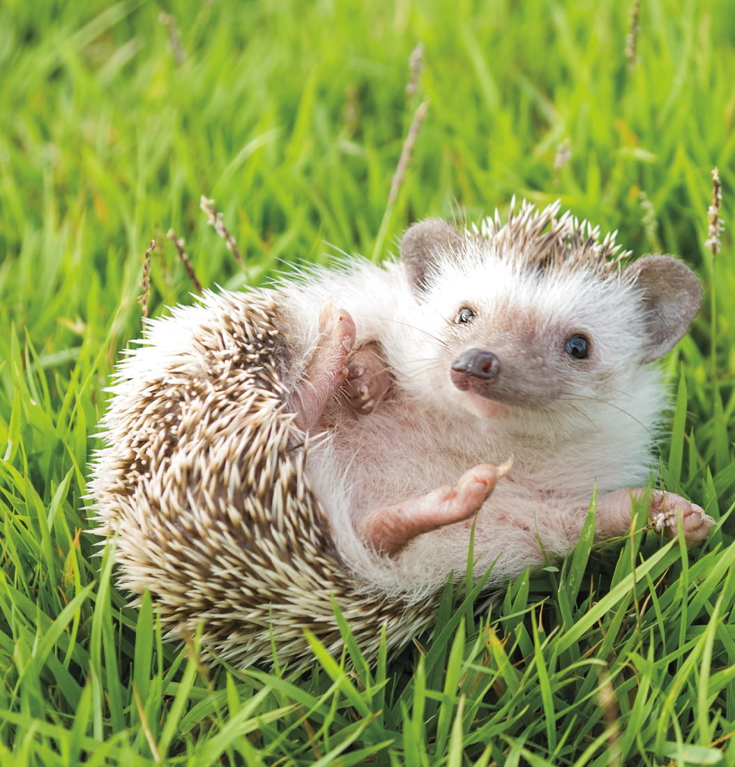 WHATS A HEDGEHOG Hedgehogs are They get their name from their behavior in - photo 4