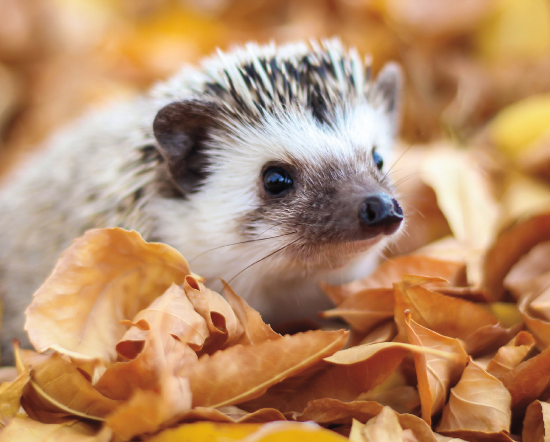 Wild hedgehogs help gardens grow by snacking on bugs that often eat plants - photo 6