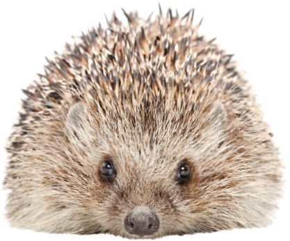 SPINES SNOUTS AND SQUEALS What do you notice first about a hedgehog Its - photo 8