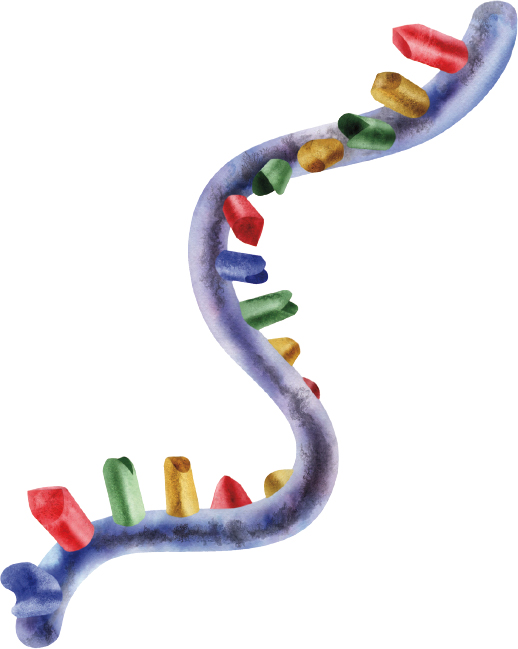 RNA carries genetic information from DNA inside the nucleus to outside the - photo 10