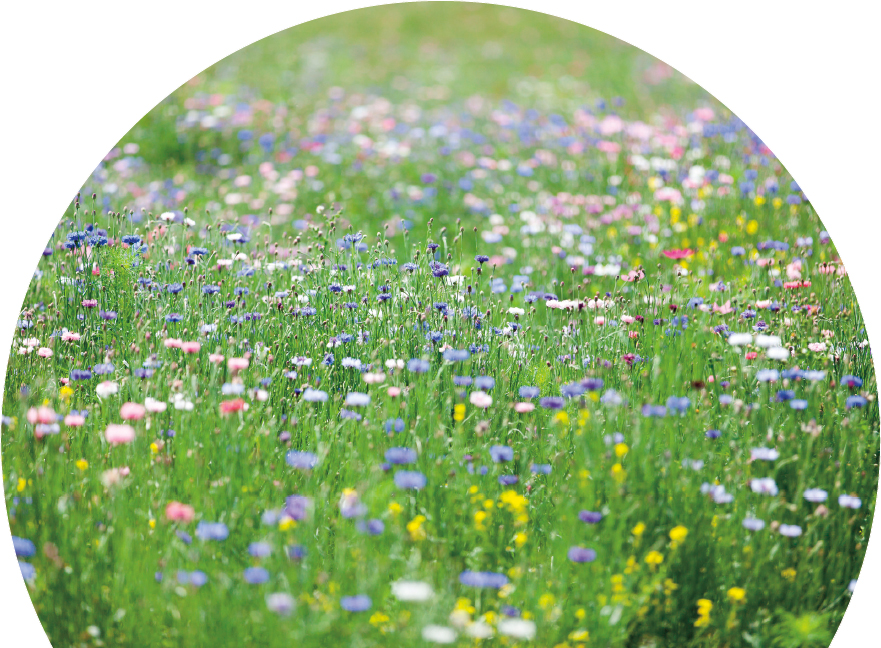 Meadows alone can have hundreds of different flower grass and other plant - photo 3