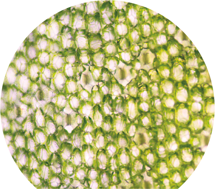 microscopic plant cells Plant cells form the basis of life on Earth Cells of - photo 5