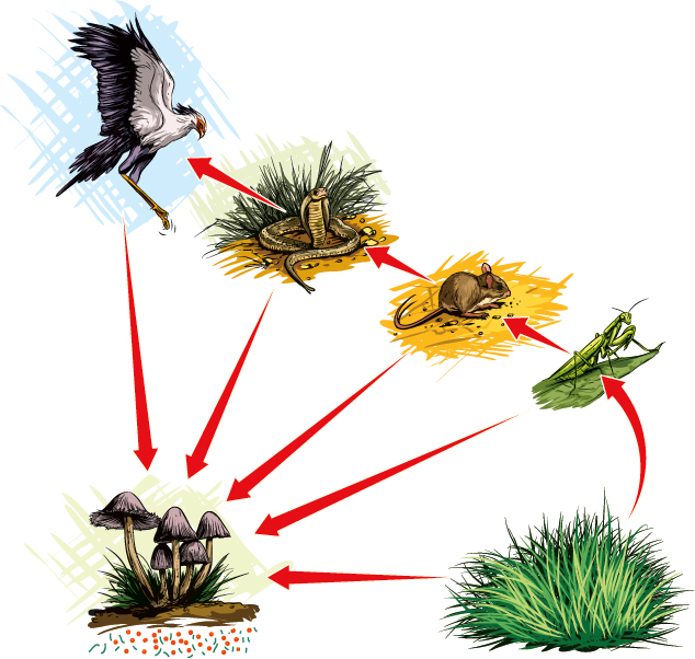 All food chains begin with plants and end with decomposers Decomposers break - photo 6