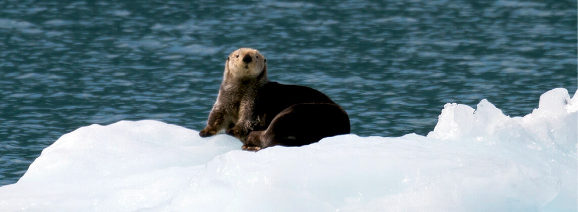 A northern sea otter is resting on an iceberg in Alaska Peter NileGETTY - photo 4