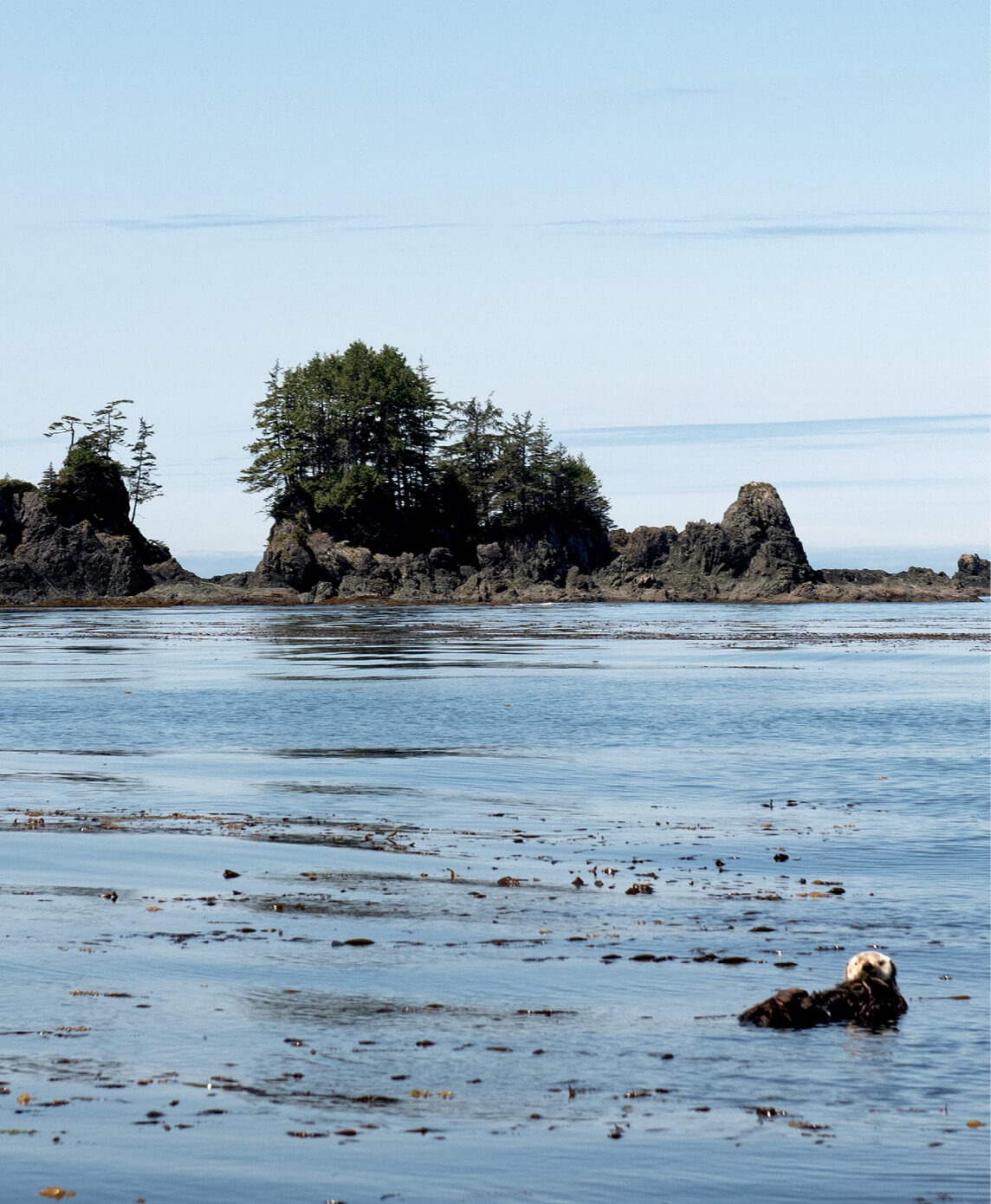 Sea otters often prefer shallow coastal waters Female sea otters usually - photo 6