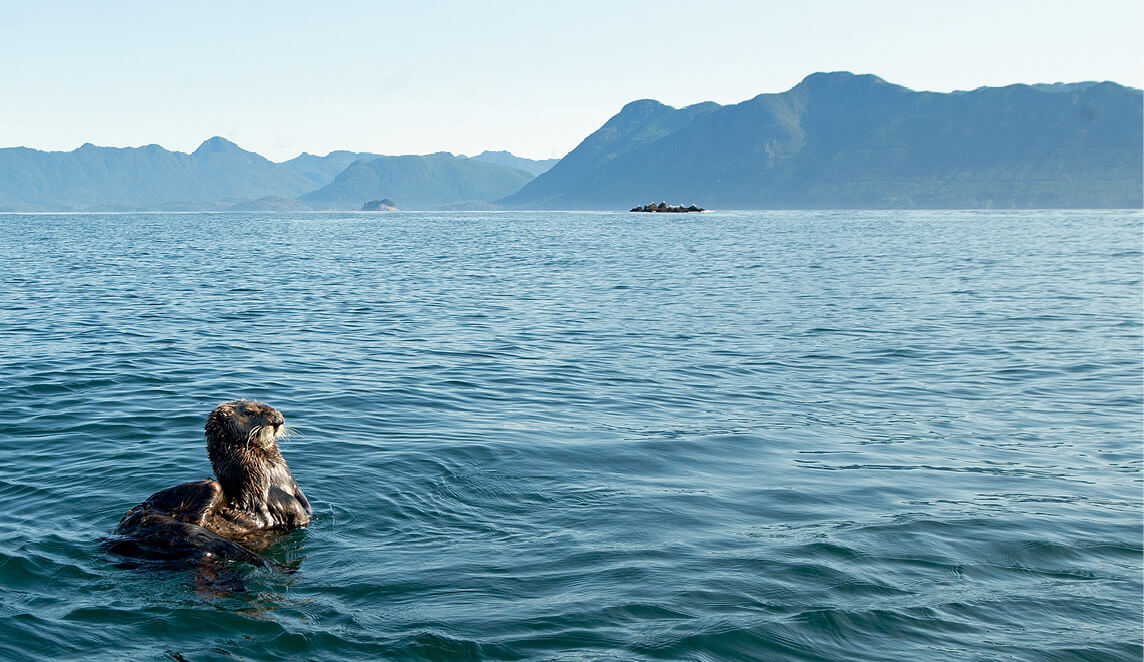 This northern sea otter off the British Columbia coast is grooming itself Sea - photo 2