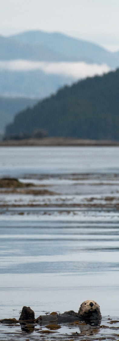 Female sea otters usually spend their lives in one place and do not move much - photo 7