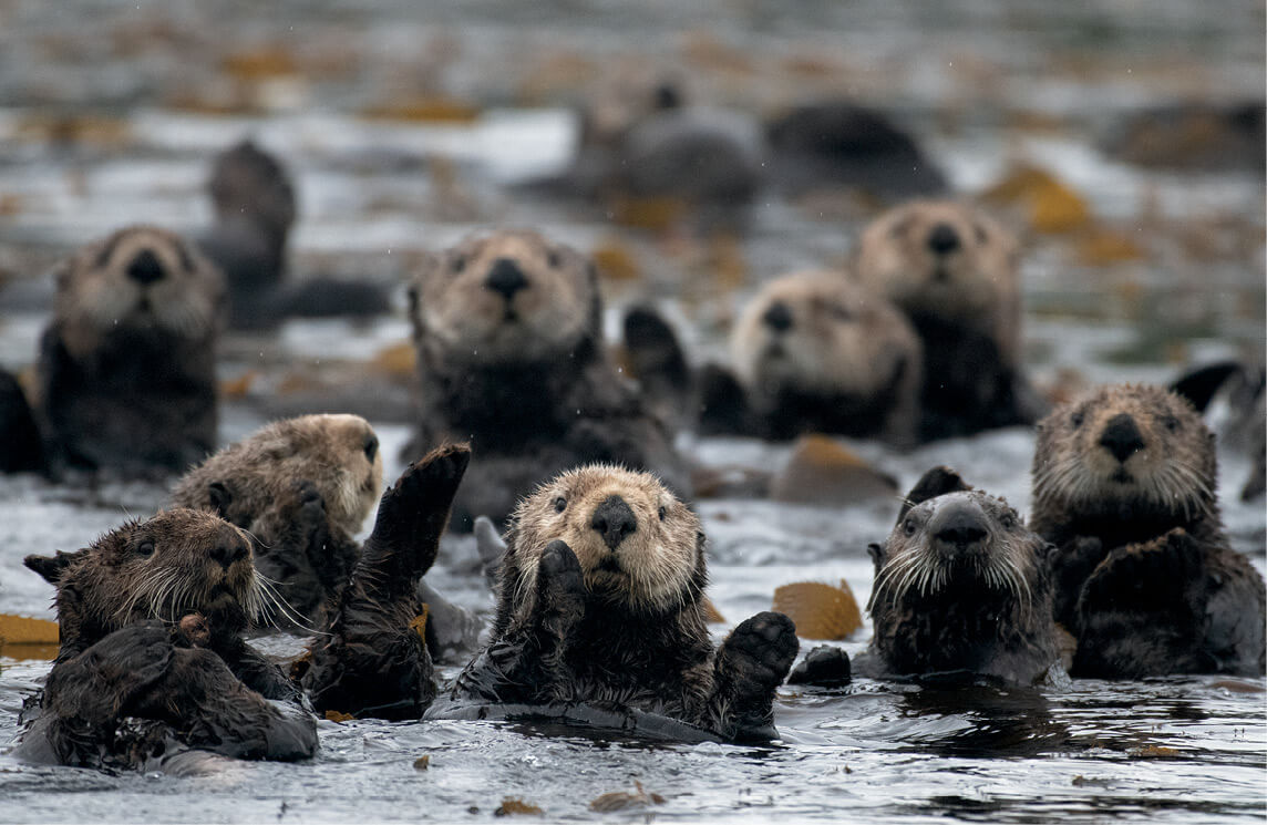 A raft of sea otters like this one serves as protection against attacks from - photo 8