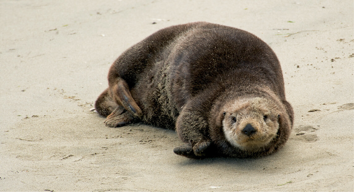 A southern sea otter hauls out comes ashore on a sandy beach on the central - photo 3