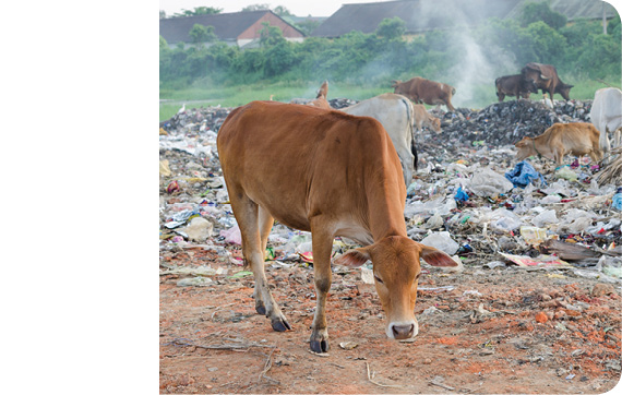 Dumping garbage is harmful to people and animals as well as to the environment - photo 6