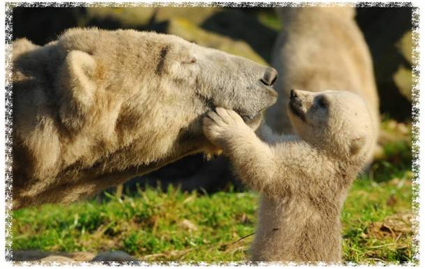 Animals Words - pool - white - big 4 - in - next to near - photo 4