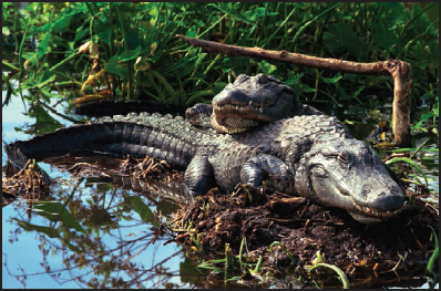 Alligators living in a swamp could be affected if other animals or plants were - photo 5