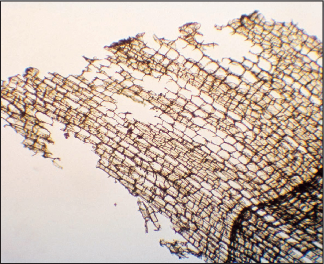 A slice of cork under a light microscope Robert Hooke would have seen - photo 4