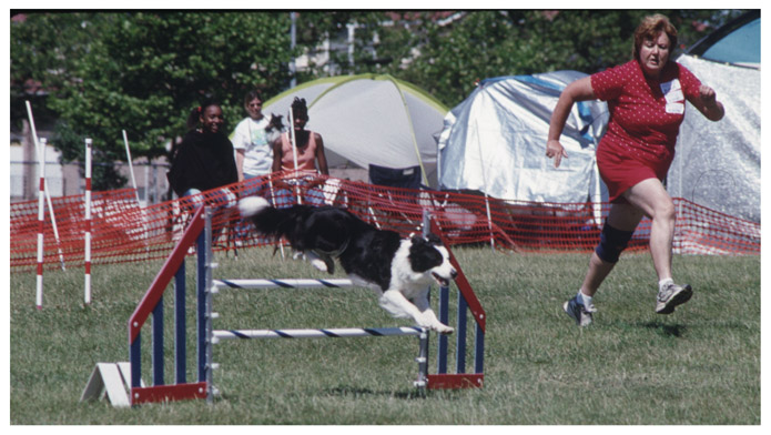 Racing all out to the finish line Agility dogs are agile and fast Photo - photo 4