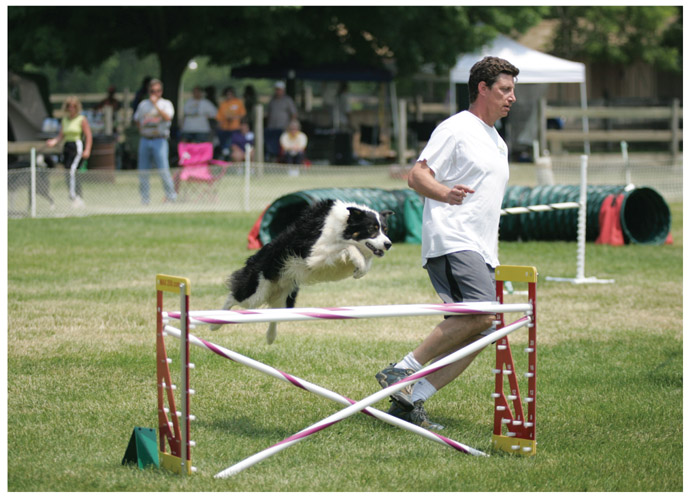 Agility dogs are agile and fast Photo courtesy of Joe Canova Each team - photo 5