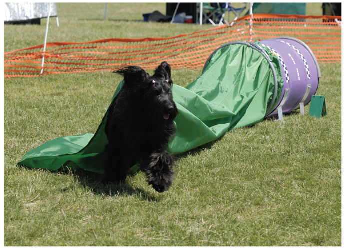 Agility offers a multitude of competition levels and events Dog agility grew - photo 6