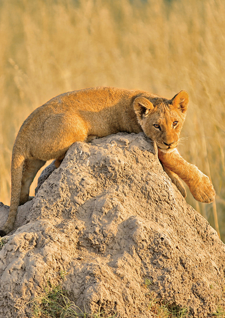 I loved watching this little lion cub lounge on a termite mound H i my - photo 7