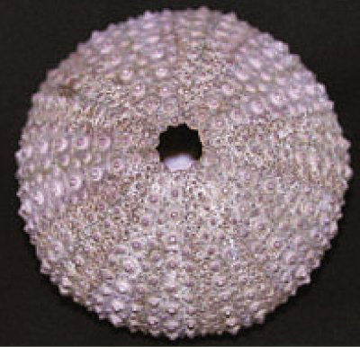 A sea urchin shell exhibits beautiful texture and a subtle radiating design - photo 1