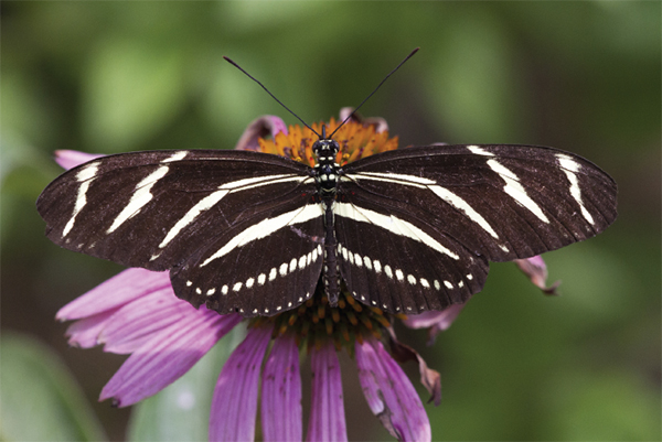 Zebra Heliconian CHAPTER 1 What Is Butterfly Gardening It is a calm sunny - photo 4