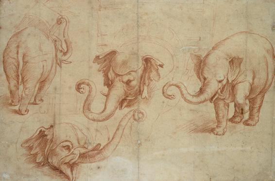 Four Studies of an Elephant by Giulio Romano depicting the animal gifted to - photo 5