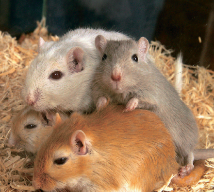 Pet gerbils come in more than 20 recognized color varieties including the - photo 3