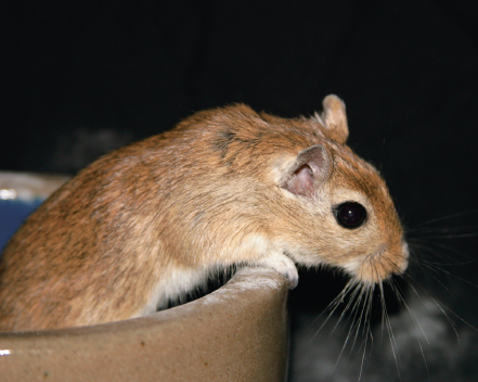 A curious agouti gerbil uses large eyes long full whiskers and excellent - photo 4