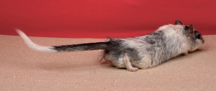 This male gerbil scent marks by dragging his belly and scent gland on the - photo 5