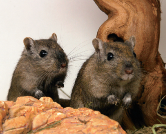 This pair of nutmeg gerbils loves to explore a natural habitat C OMPANION - photo 2