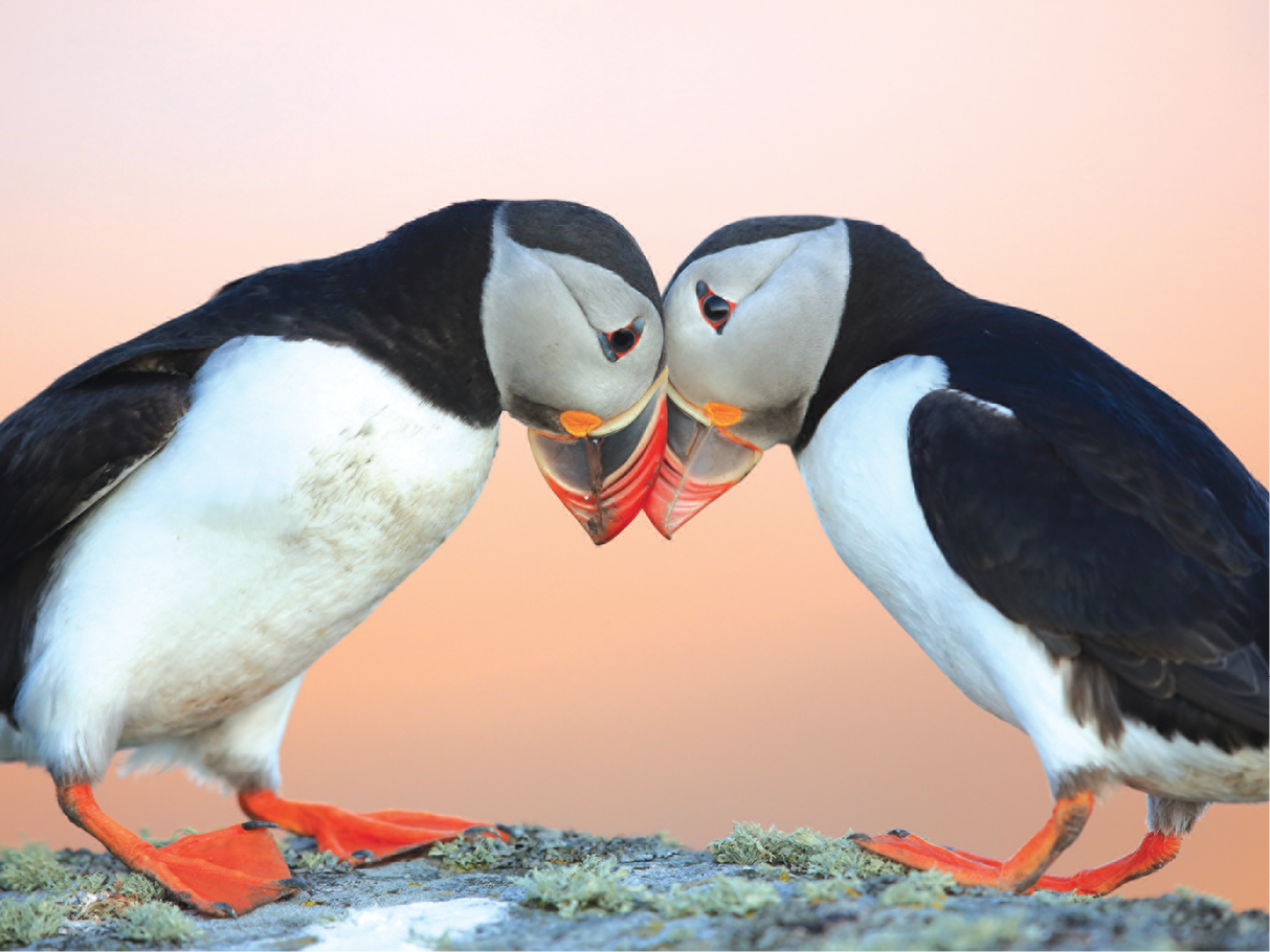 The distinctive orange beaks tuxedoed bodies and clown eyes make Atlantic - photo 10