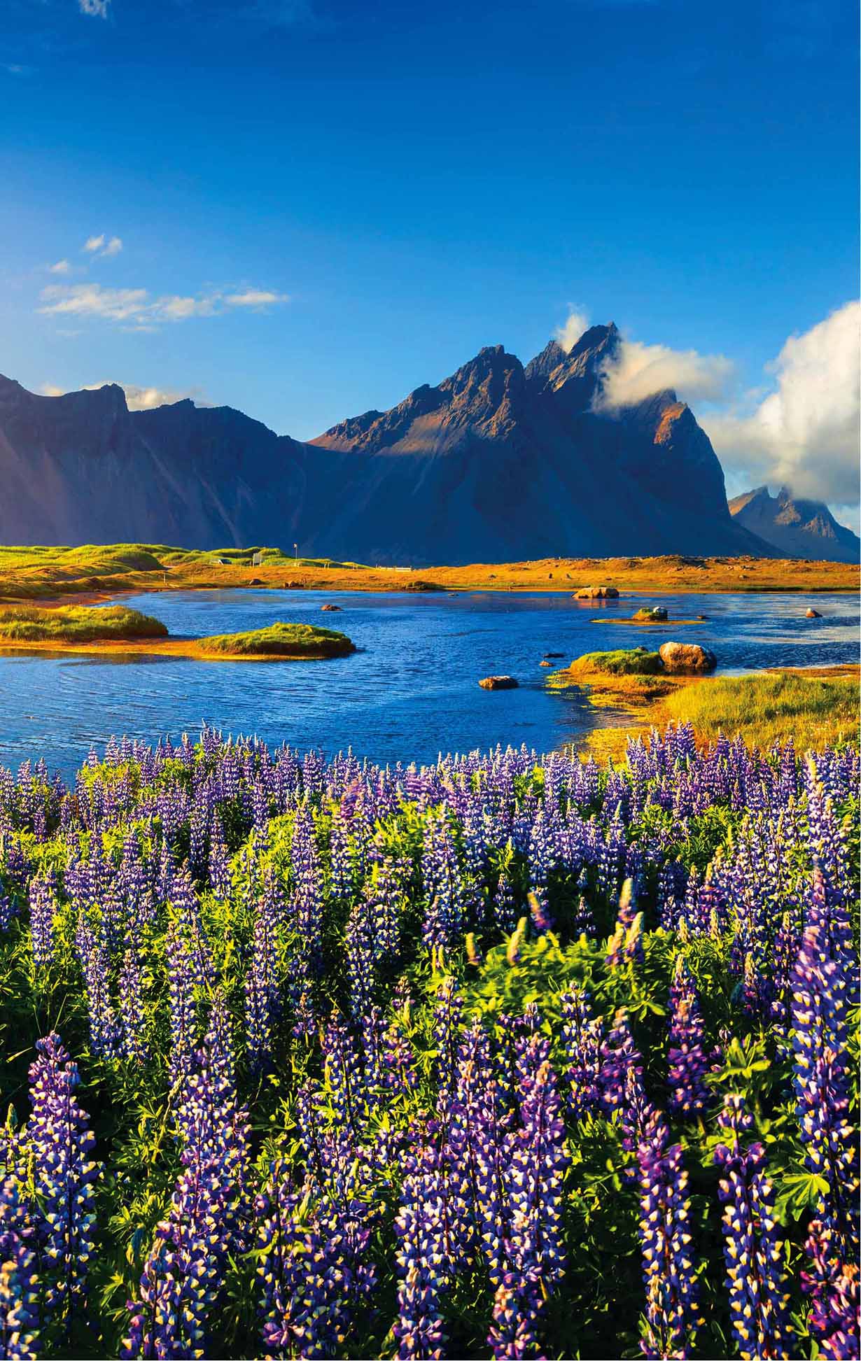 Lupine flowers on the Stokksnes headland CONTENTS Stykkisholmur A Look at - photo 5