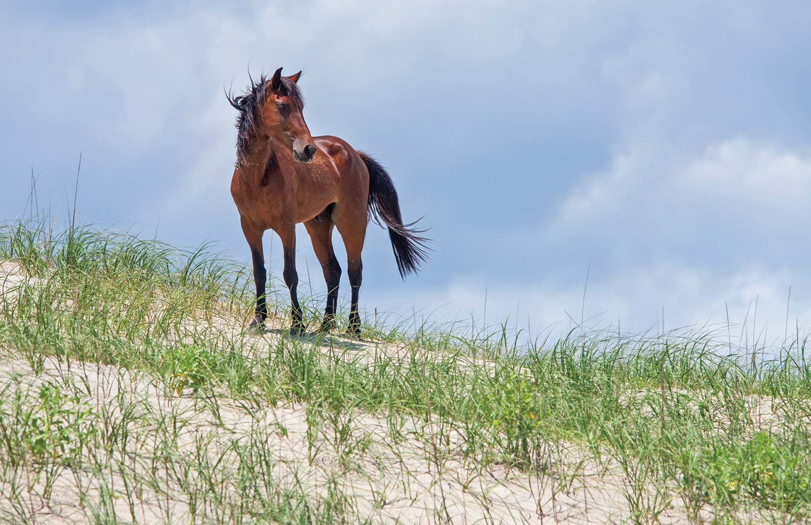 wild horse near Corolla surf shop near Wrightsville Beach egret at t - photo 8