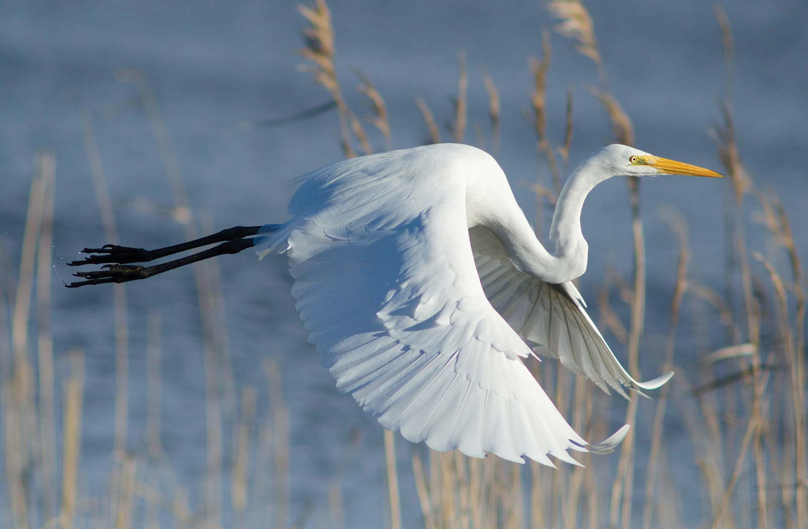 egret at the Mattamuskeet National Wildlife Refuge Theres a waking lullaby in - photo 10