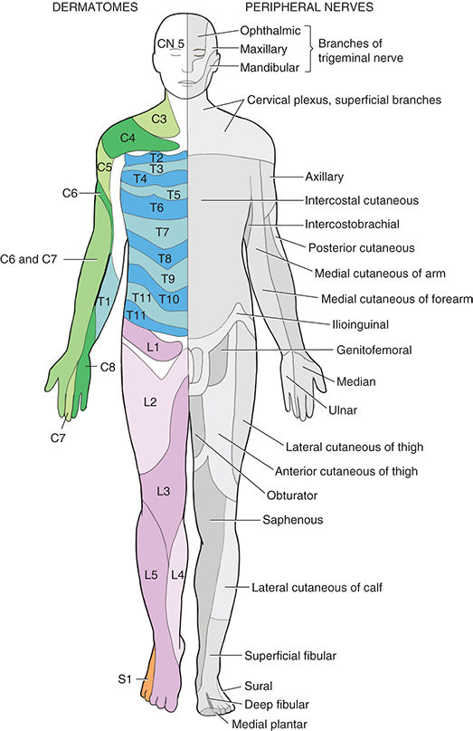 Dermatomes in color on the left side of each diagram Peripheral nerve - photo 2