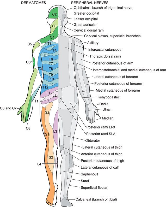 Dermatomes in color on the left side of each diagram Peripheral nerve - photo 3