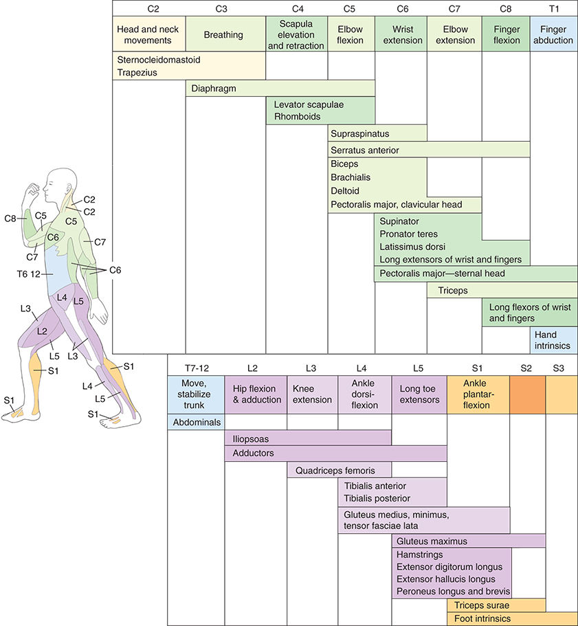 Spinal nerve innervation of skeletal muscles See Figure 197 Thalamic Nuclei - photo 4