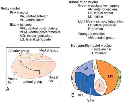 See Figure 272 The Effects of Cerebral Cortex Lesions See Figure 307 - photo 5