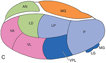 See Figure 272 The Effects of Cerebral Cortex Lesions See Figure 307 - photo 6