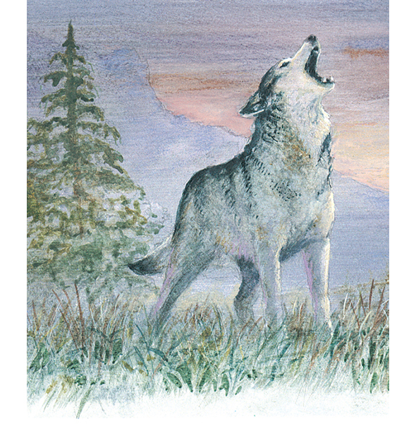 On a summer night in the far north a wolf is howling OW-OOO OW-OOO One by - photo 5