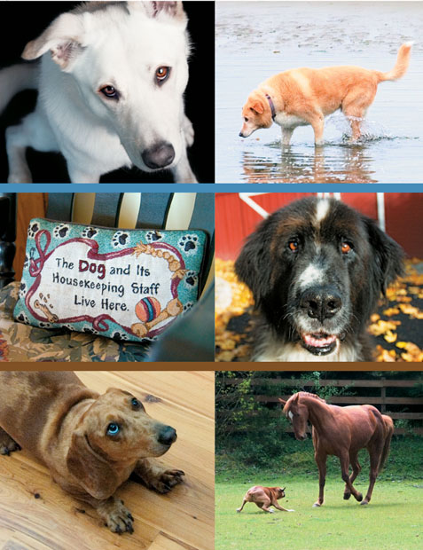 The Good Behavior Book for Dogs The Most Annoying Dog Behaviors Solved - image 1