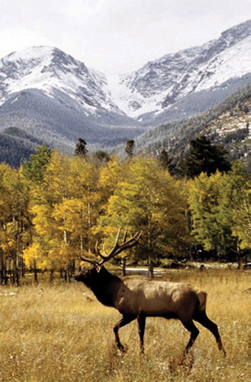 ROCKY MOUNTAIN MAMMALS A Handbook of Mammals of Rocky Mountain National Park - photo 1