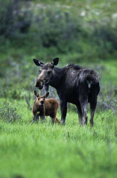 Moose Cow with Calf Gene Putney 1 INTRODUCTION This is a handbook of - photo 4