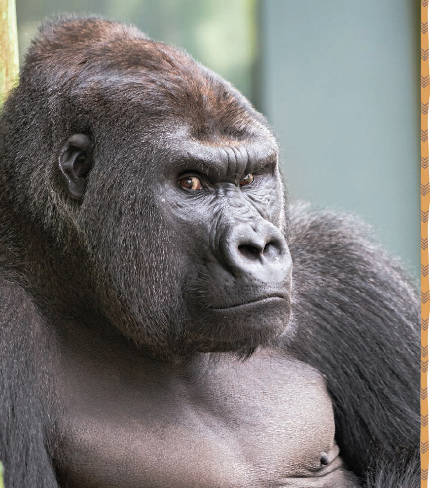 Today gorillas who live in zoos can provide unique opportunities for us to - photo 8
