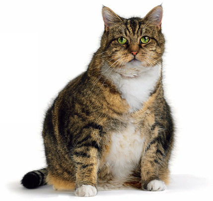 POLITICALLY CORRECT CAT DEFINITION No The cat is not fat he is mass - photo 13