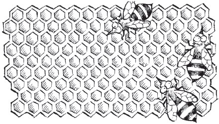 An average worker bee will only make 112 of a teaspoon of honey in its - photo 17