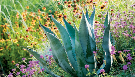 ASTONISHING COLOR AND TEXTURE BEYOND FLOWERS FOLIAGE NANCY J ONDRA PHOTOGRAPHY - photo 1