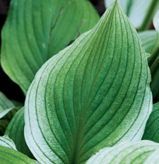 HOSTA ZEBRA STRIPES ECHEVERIA METALLICA DICENTRA KING OF HEARTS - photo 6