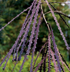 PSEUDOPANAX FEROX JUNIPERUS HORIZONTALIS LIME GLOW SALIX - photo 10