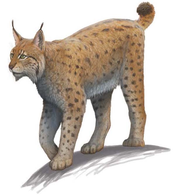 Eurasian lynx The second answer is because the natural world is a wondrous - photo 8