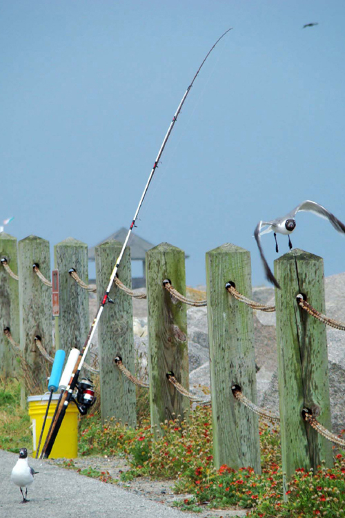 LEFT Surf fishing requires only a rod reel bait and license Introduction - photo 4